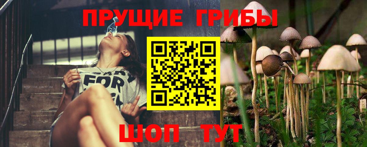 Минусинск  закладка  Псилоцибиновые грибы прущие грибы  Вход с VPN  Галлюциногенные грибы GOLDEN TEACHER 